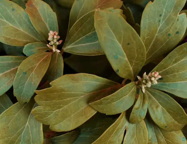 Kolorowe Liście Tekstury Niezwykłe Tło Kwiatowe — Zdjęcie stockowe