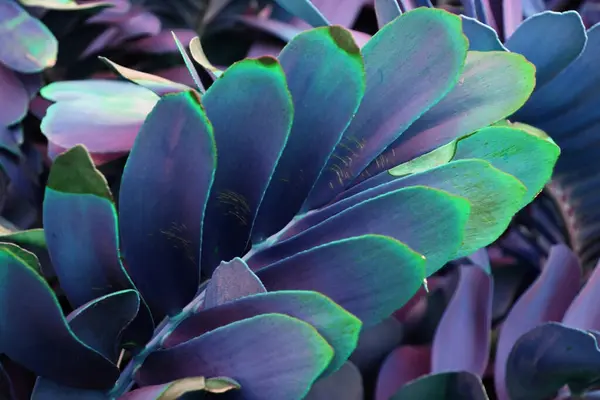 Textura Folhas Coloridas Fundo Floral Incomum — Fotografia de Stock