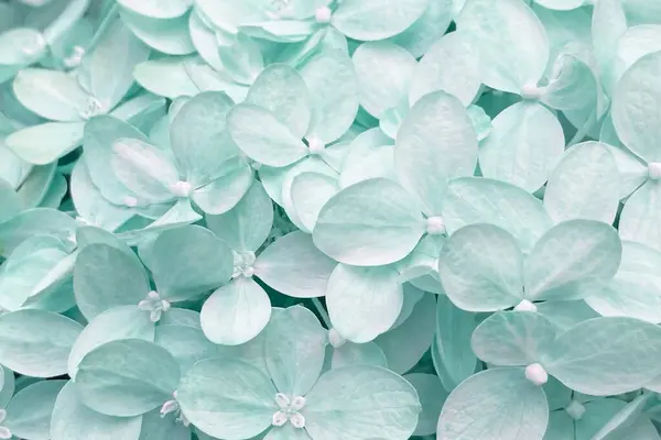 Гарний Фон Маленьких Синіх Квітів Створює Чарівну Чудову Сцену — стокове фото