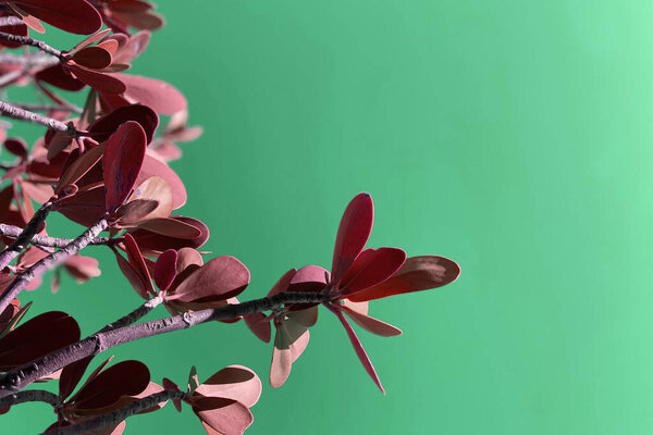 Unusual colorful tropical leaves in branch texture, fresh floral background