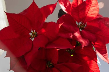 Beyaz arka planda kırmızı noktalı Noel çiçeği