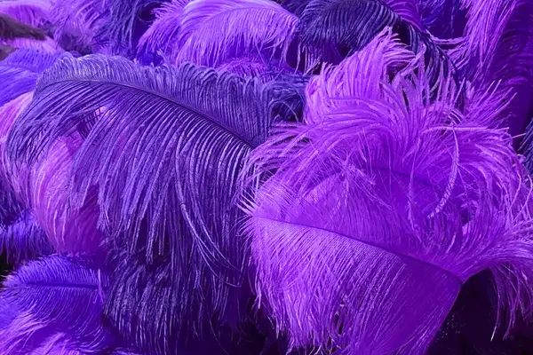 Purple feathers background. Close-up of purple feathers texture.
