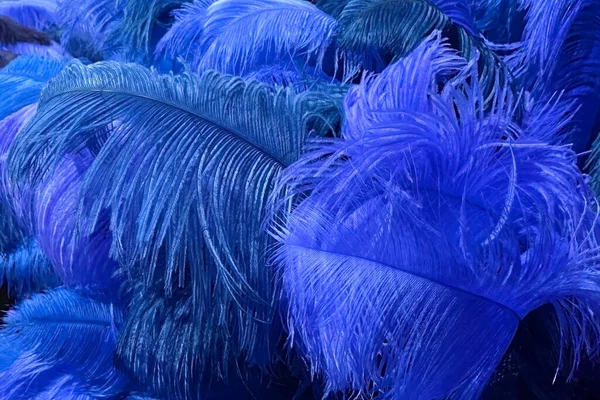 close up of blue feathers for carnival, festival and celebration.