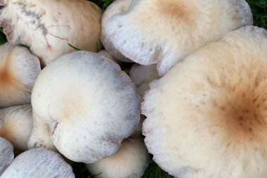 Çimlerin üzerinde mantarlar, yakın plan, üst manzara.