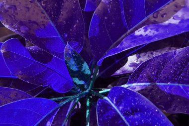 Bahçedeki mavi yaprakları kapat. Renkli arkaplan.