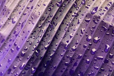 Tropikal bir bahçede muz yaprağına su damlalarını yakın.