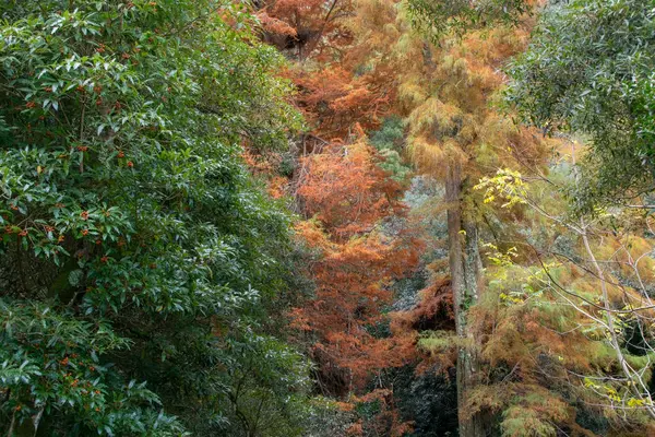 Tayvan 'daki dağlarda kırmızı yaprakları ve ağaçları olan sonbahar ormanı