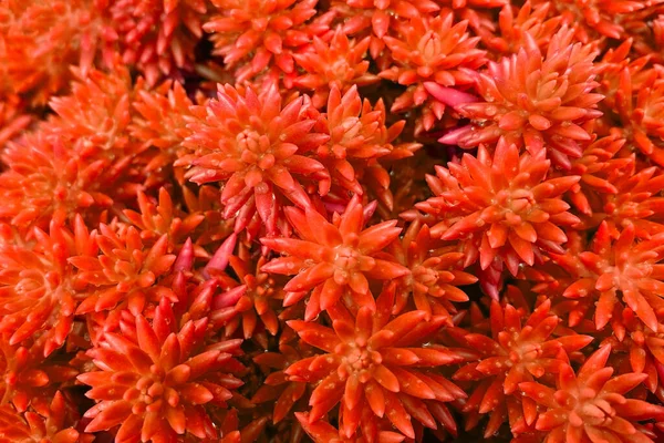 Close up of red and orange succulent plant, top view.
