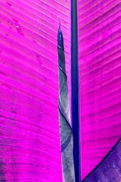 Close up of a leaf of a banana tree with a purple background