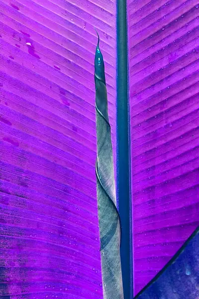 Close up of a blue and purple leaf of a banana tree.