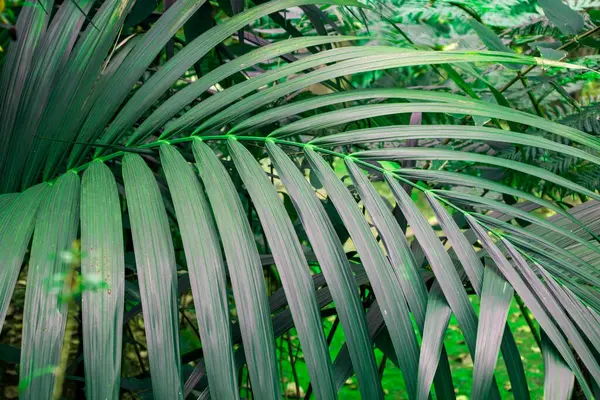 Palm leaves in tropical rainforest, Thailand. Natural background.
