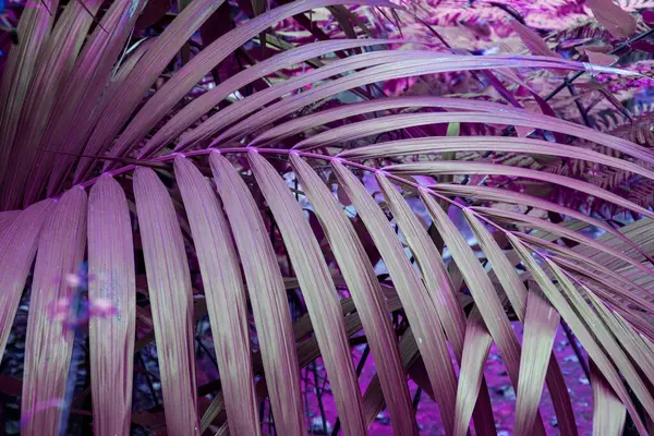 pink and purple leaf of palm tree in tropical rainforest close up