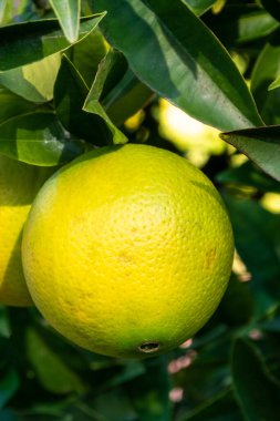 Bahçedeki ağaçta olgun portakallar. Kapat..