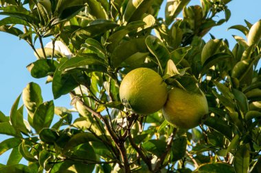 Bahçedeki ağaçta mavi gökyüzü olan turunçgil meyvesi