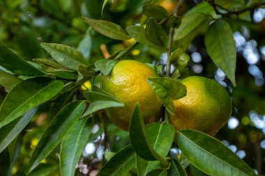 Bahçedeki bir ağacın dallarında olgunlaşmış mandallar.