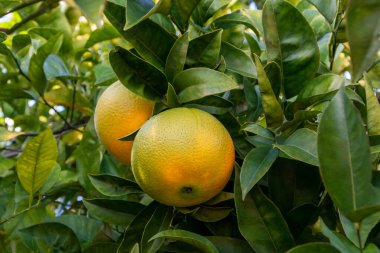 Bahçedeki ağaçta olgun portakallar, yakın plan.