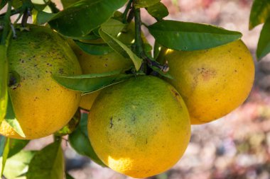 Meyve bahçesindeki ağaçta olgun mandalinalar.