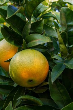 Sicilya, İtalya 'da güneşli bir günde olgun meyveli portakal ağacı