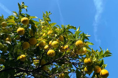 Olgun meyveli limon ağacı mavi gökyüzüne karşı. Yakın plan..