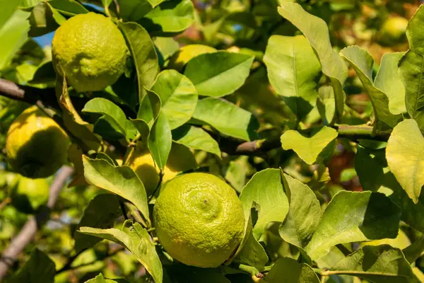 Lemon tree with ripe fruits on the lemon tree, close-up