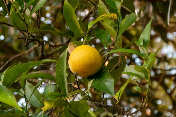 Ripe orange fruit on a tree branch in the garden. Natural background