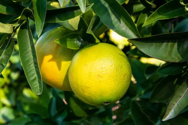 Bahçedeki ağaçta olgun portakallar. Seçici odak.