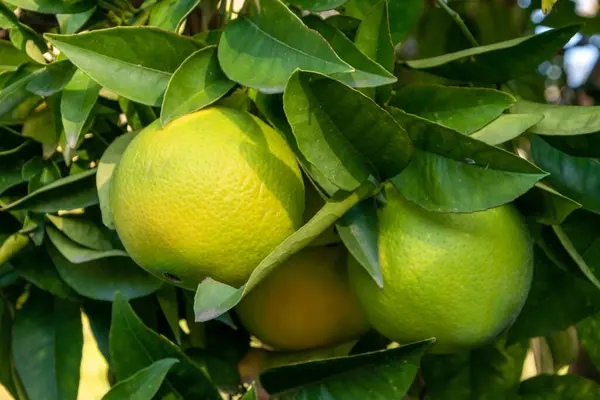Ripe tangerines on the branches of a citrus tree.