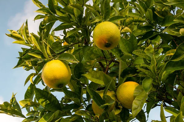 Citrus tree with ripe lemons in Sicily, Italy.
