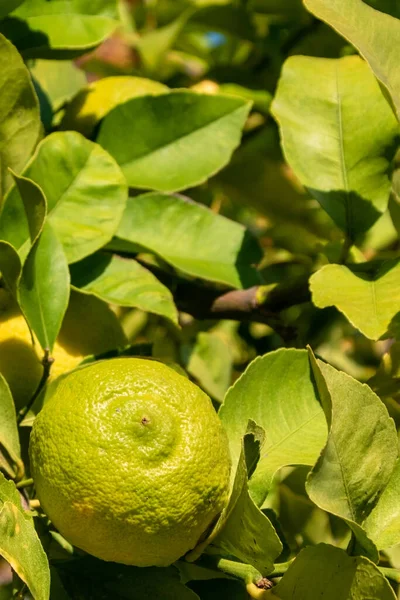 Bahçedeki dallarda yeşil yapraklı ve meyveli limon ağacı.