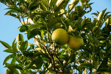 Olgun meyveli limon ağacı ve güneşli bir günde yeşil yapraklar..