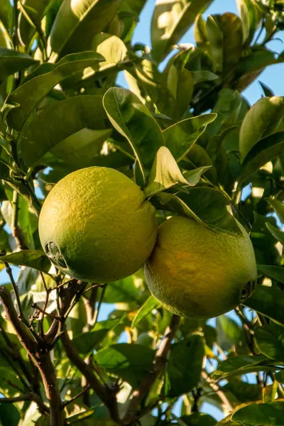 Ripe lemons on the branches of a lemon tree in the garden