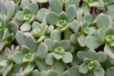 Sulu bitkiler yakın plan. Echeveria sempervirens