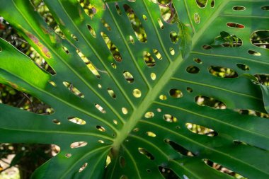 Bahçedeki yeşil arka planı olan canavar yaprağını kapat..