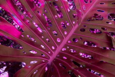 Bir Monstera Deliciosa bitkisinin yaprağını kapat