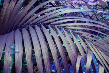 Tropik palmiye yaprakları yakındır. Doğa geçmişi. Ayarlanmış.