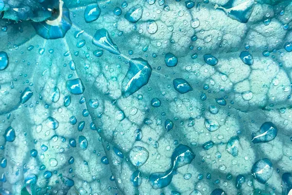 Su yeşil bir yaprağa damlıyor, yakın plan, makro. 