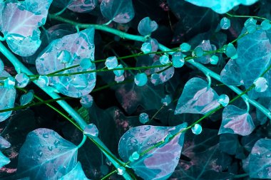 Ivy arka planda su damlaları bırakıyor. Mavi sarmaşık yaprakları arkaplan.