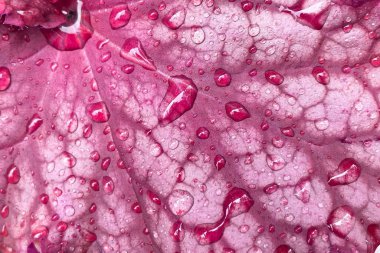 Yağmurdan sonra kırmızı bir yaprağın üzerine bir damla su. Makro