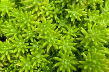 Yeşil yosun arka planı. Yeşil yosun arkaplanının yakın plan görüntüleri.