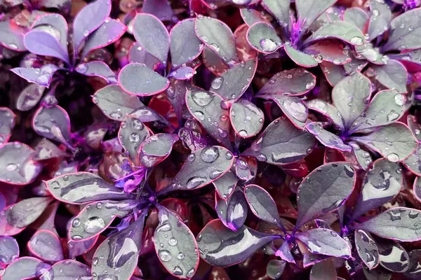 Close up of purple leaves with water droplets. Abstract background.