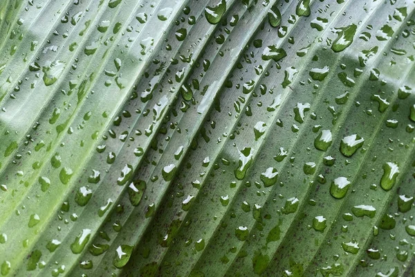 Water drops on the green leaf of a banana tree. Natural background.