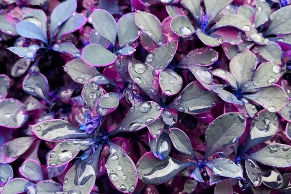 Purple leaves with water droplets in the garden after rain.