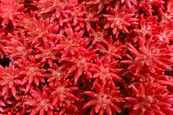 Red flowers background, closeup of beautiful red flowers, top view