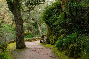Ormandaki yosunlu patika, Doi Inthanon Ulusal Parkı, Chiang Mai, Tayland