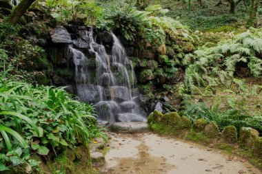 Azores, Sao Miguel adasındaki yağmur ormanlarında şelale.