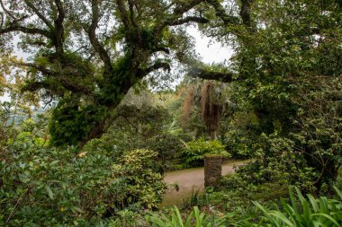 Montevideo, Uruguay 'daki Botanik Bahçesinde ünlü meşe ağaçları