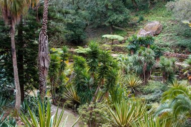 Montevideo, Uruguay 'daki güzel tropikal botanik bahçesinin manzarası