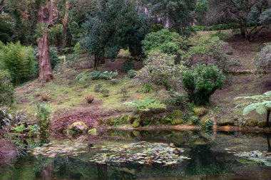 Havuzu ve botanik bahçesindeki ağaçları olan güzel bir bahçe..