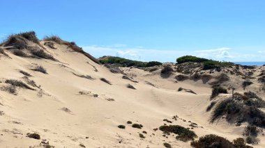 Sardunya adasının kuzey kıyısındaki kum tepeleri