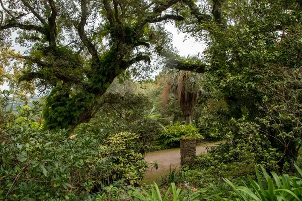 Montevideo, Uruguay 'daki Botanik Bahçesinde ünlü meşe ağaçları